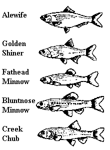 bait1.gif (3147 bytes)