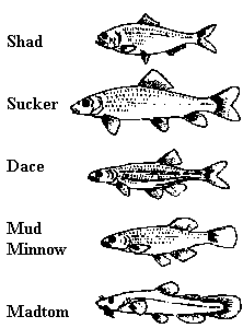bait2.gif (2911 bytes)