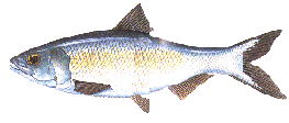 skipjackherring.gif (12574 bytes)