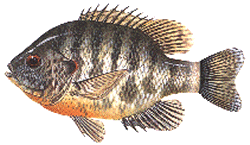 readearsunfish.gif (24047 bytes)