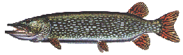 northernpike.gif (12556 bytes)