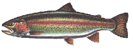 rainbow.gif (14015 bytes)