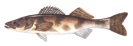 saugeye.gif (11475 bytes)